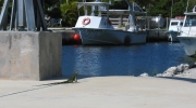 PICTURES/Tourist Sites in Florida Keys/t_Big Pine House - Iguana 3.JPG